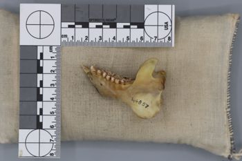 Media type: image; Mammalogy 44857